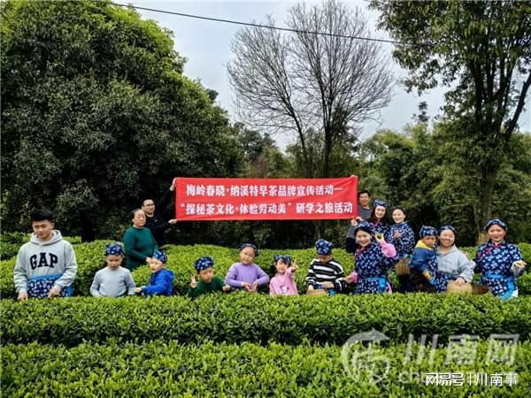 “探秘茶文化·体验劳动美”茶山研学之旅走进纳溪特早茶基地(图1)