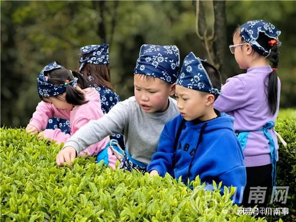 “探秘茶文化·体验劳动美”茶山研学之旅走进纳溪特早茶基地(图4)