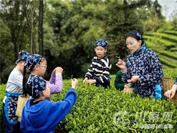 “探秘茶文化·体验劳动美”茶山研学之旅走进纳溪特早茶基地(图3)