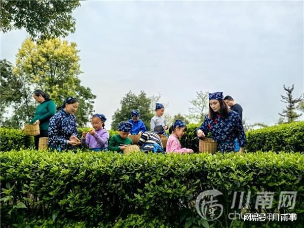 “探秘茶文化·体验劳动美”茶山研学之旅走进纳溪特早茶基地(图8)