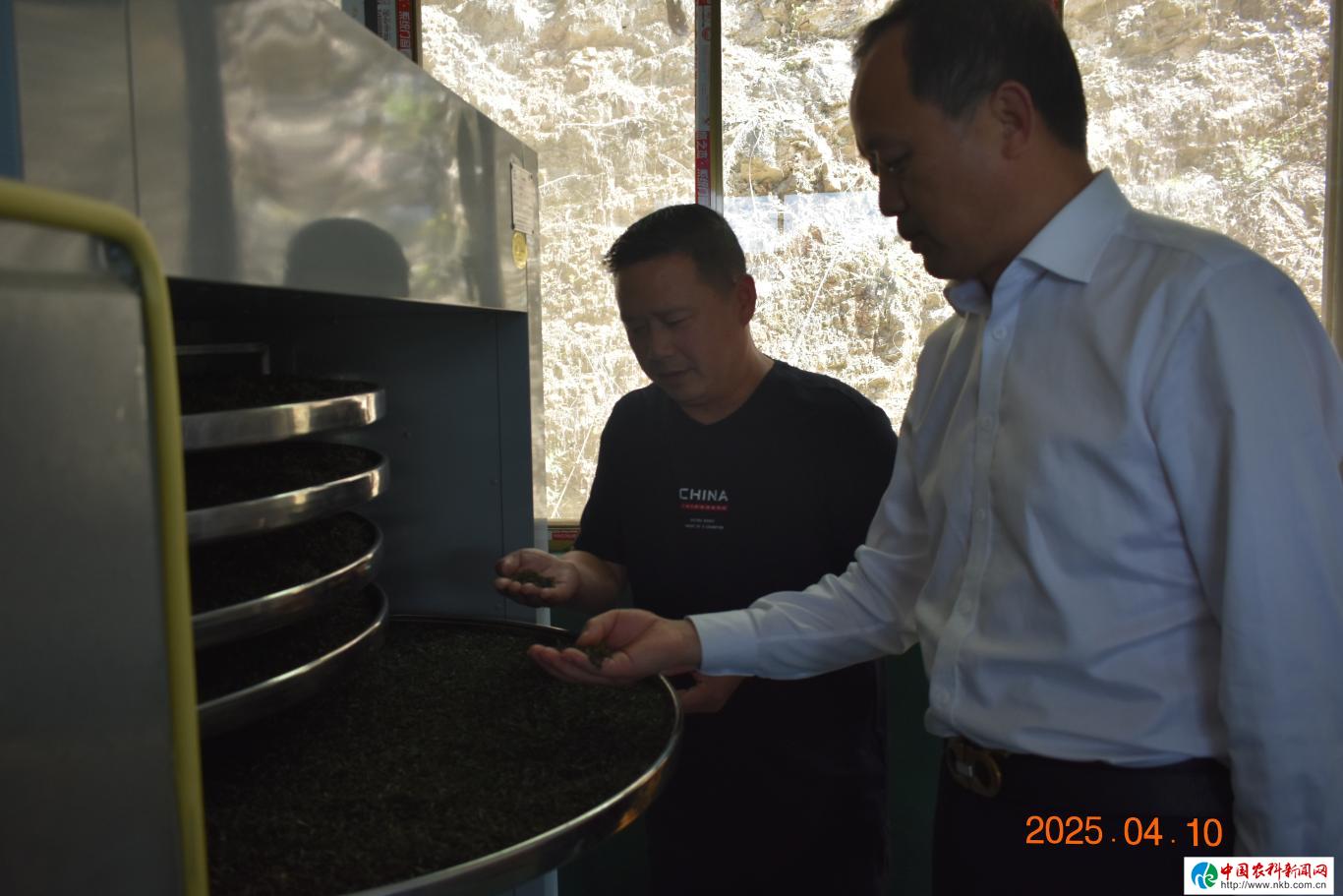 安康市汉滨区瀛湖镇：茶产业发展迅速形势喜人(图1)