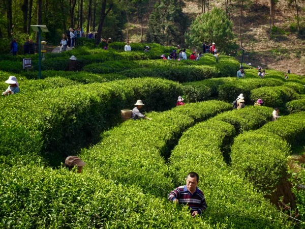 jbo竞博官网共促茶产业发展 2025丰都青龙偃月湖山水茶会启幕(图1)