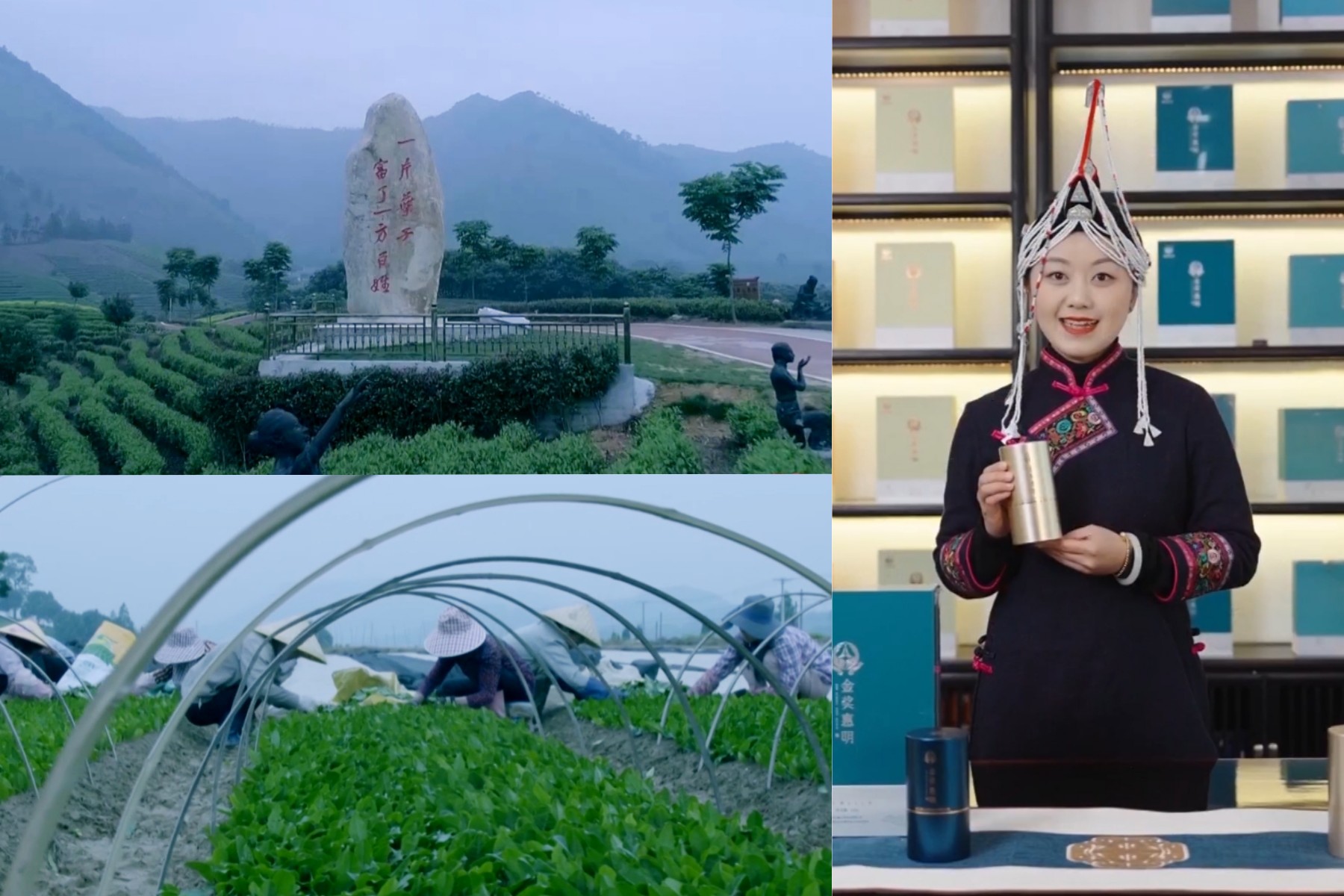 第一视点丨一片叶子如何泡出两种新味(图2)