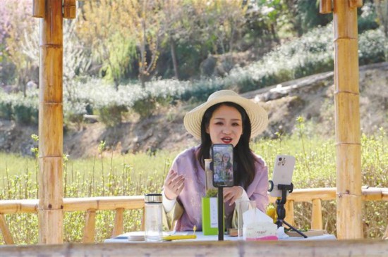 秦巴春山茶飄香(图1)