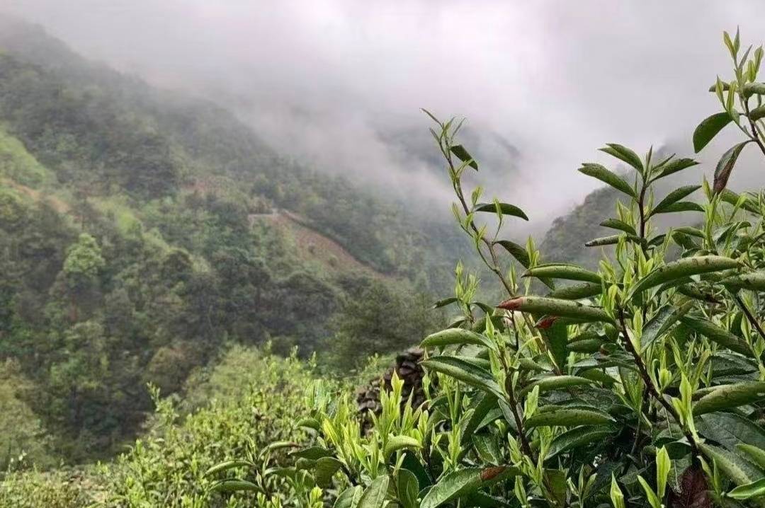 工行景德镇分行：金融涌泉“沏”出浮梁茶香(图2)
