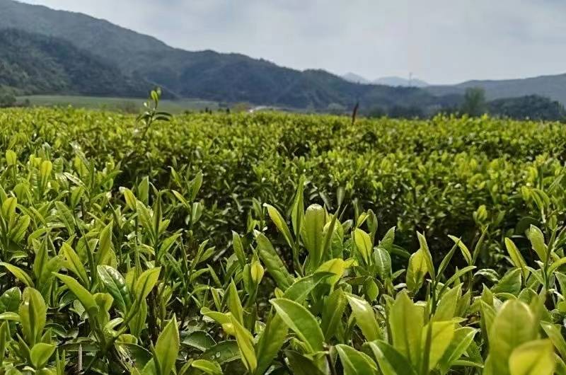 工行景德镇分行：金融涌泉“沏”出浮梁茶香(图1)
