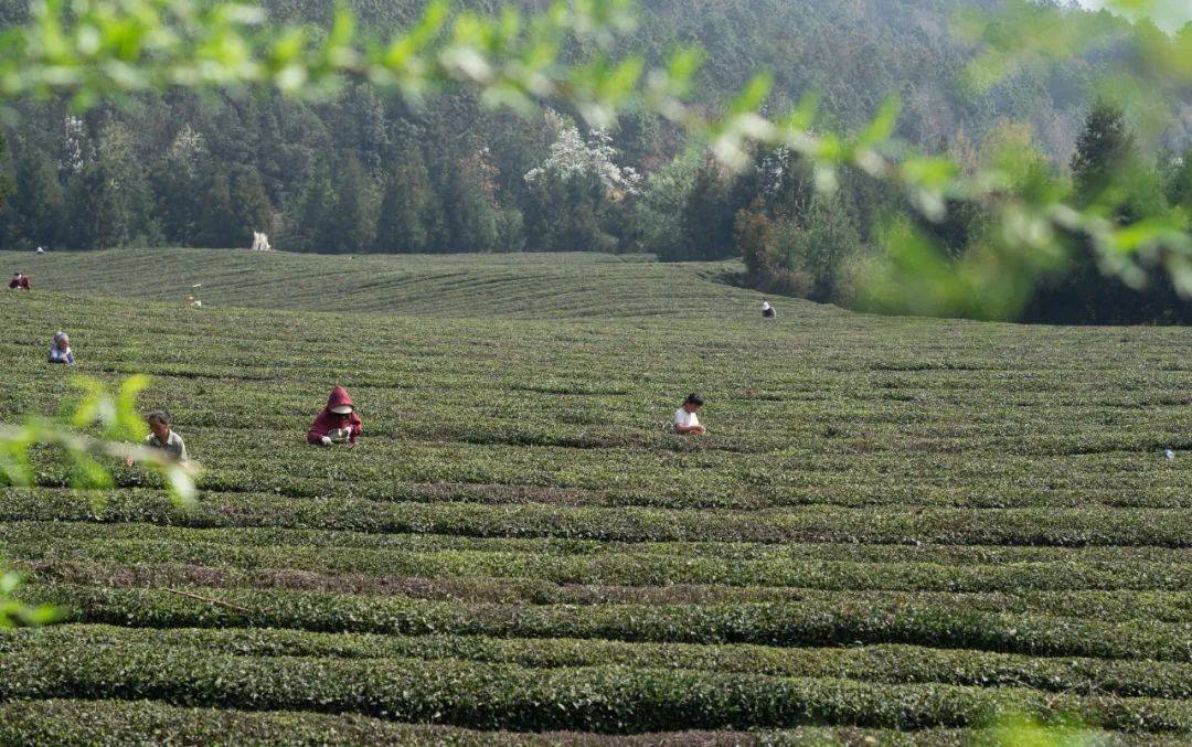 jbo竞博下载炉山茶园春茶开采(图1)