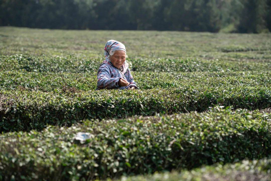 jbo竞博下载炉山茶园春茶开采(图2)