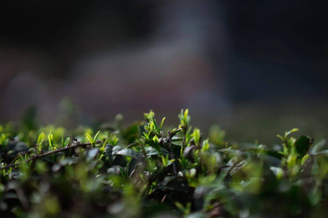 jbo竞博下载炉山茶园春茶开采(图4)