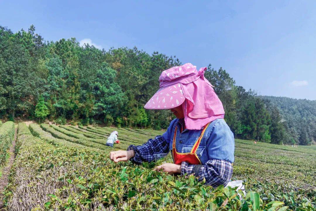 jbo竞博下载炉山茶园春茶开采(图3)