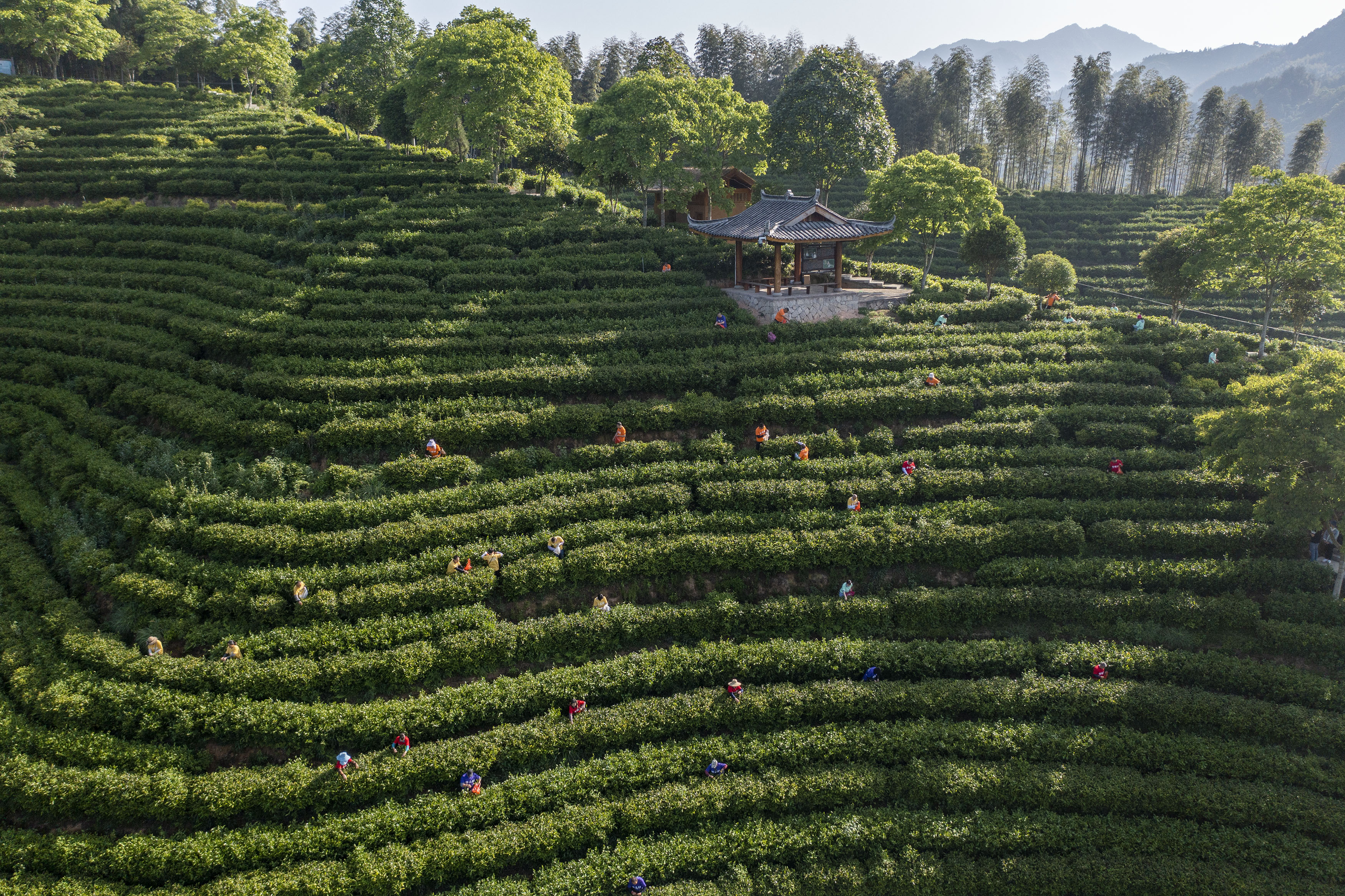 湖南茶产业振兴：让“三茶”统筹成为品质茶的助推器