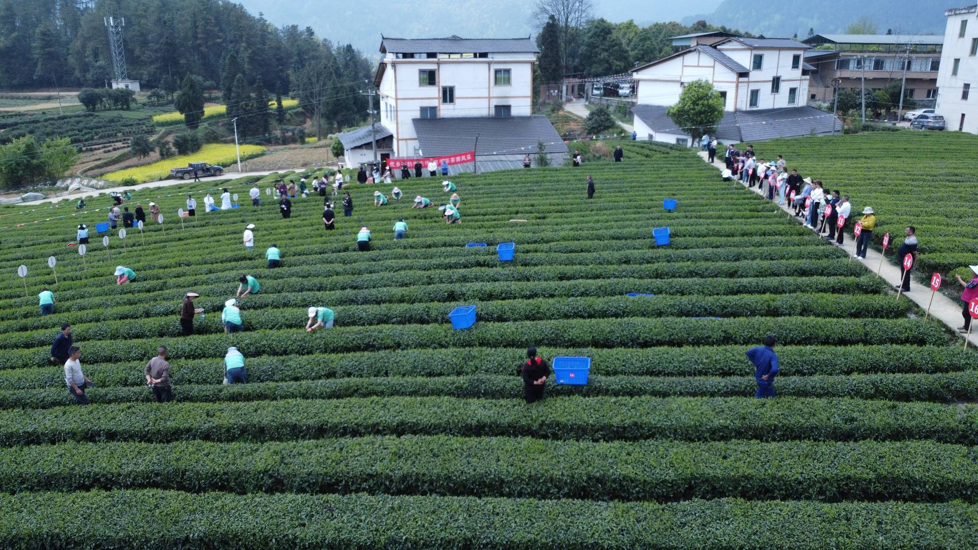 贵州务川：双手采茶展技艺 茶香四溢促振兴(图1)
