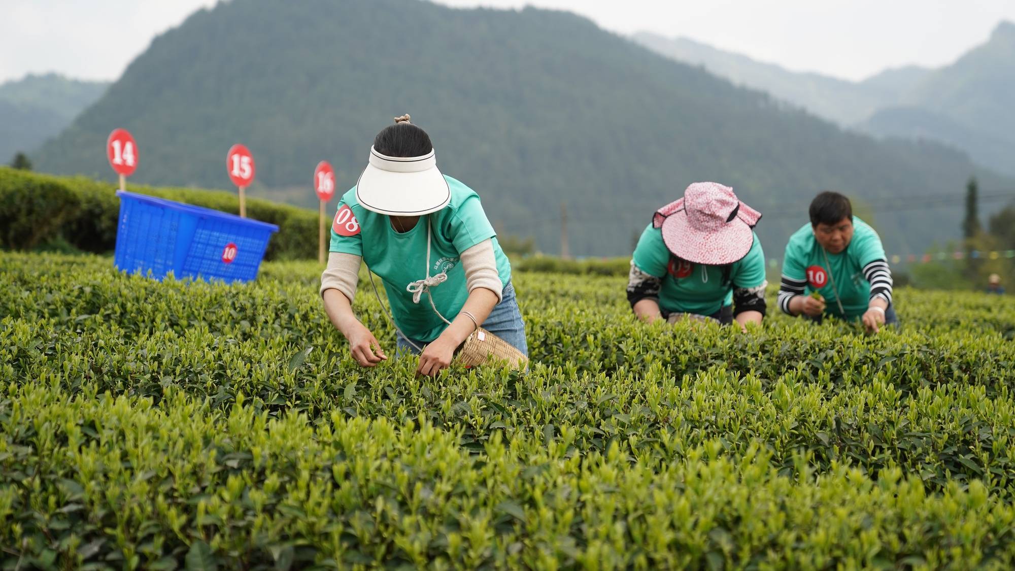 贵州务川：双手采茶展技艺 茶香四溢促振兴(图3)