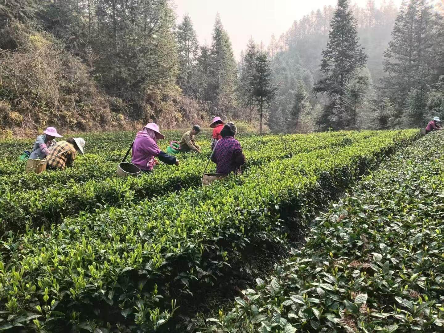 韶关乳源洛阳镇春茶开采：千亩茶乡飘新香(图3)