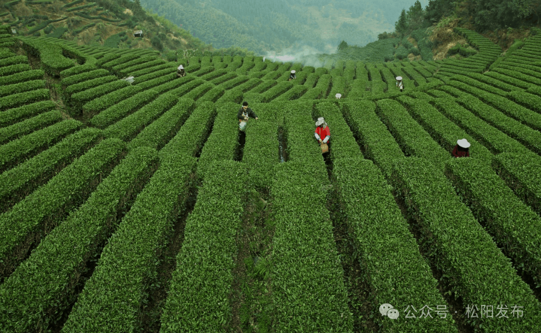 关注春茶丨板桥畲族乡：茶香四溢的jbo竞博登录共富新路径(图2)