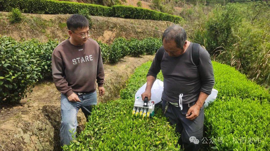 关注春茶丨板桥畲族乡：茶香四溢的jbo竞博登录共富新路径(图1)