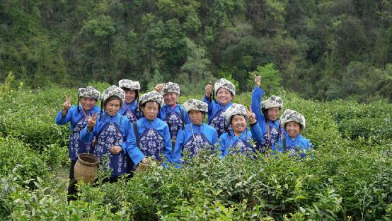 湖南泸溪：洗溪镇春茶飘香 激活产业新动能jbo竞博网址(图1)