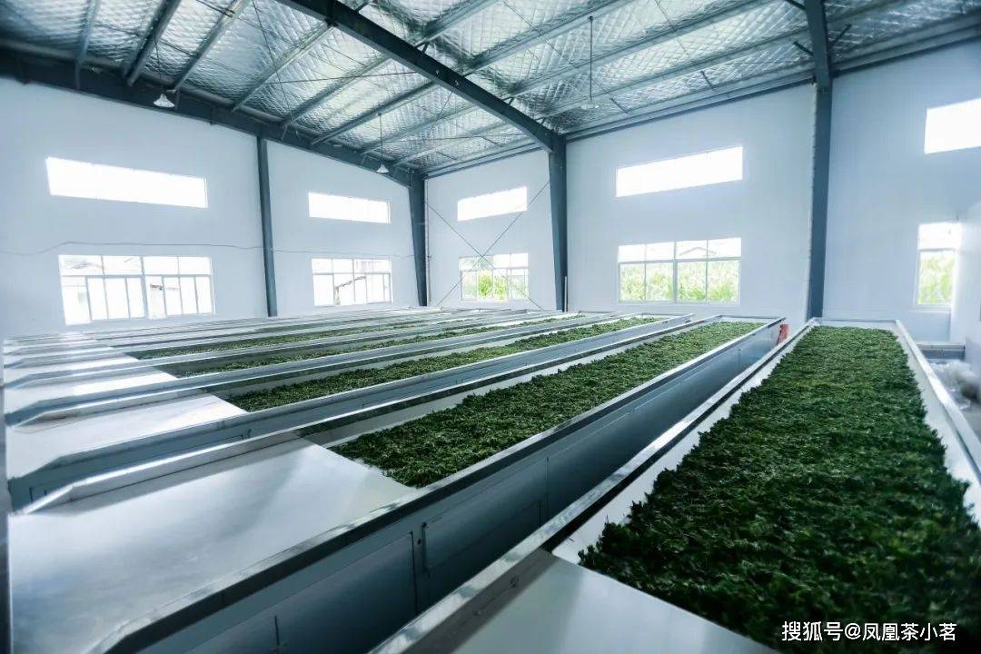 深山产好茶一叶出繁华——“国宾礼茶”岳西翠兰(图2)
