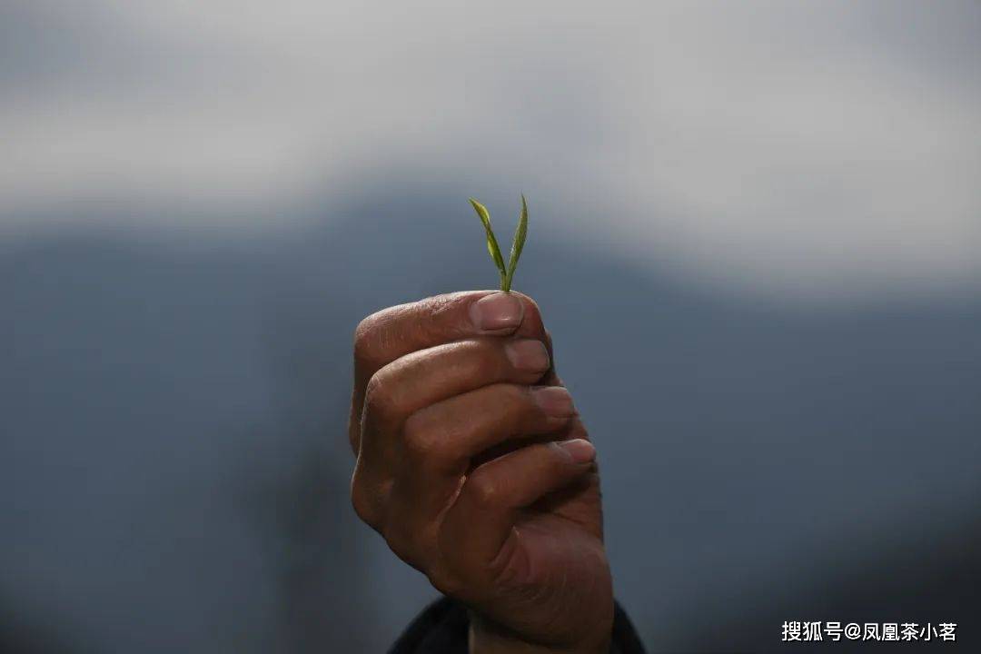 深山产好茶一叶出繁华——“国宾礼茶”岳西翠兰(图4)