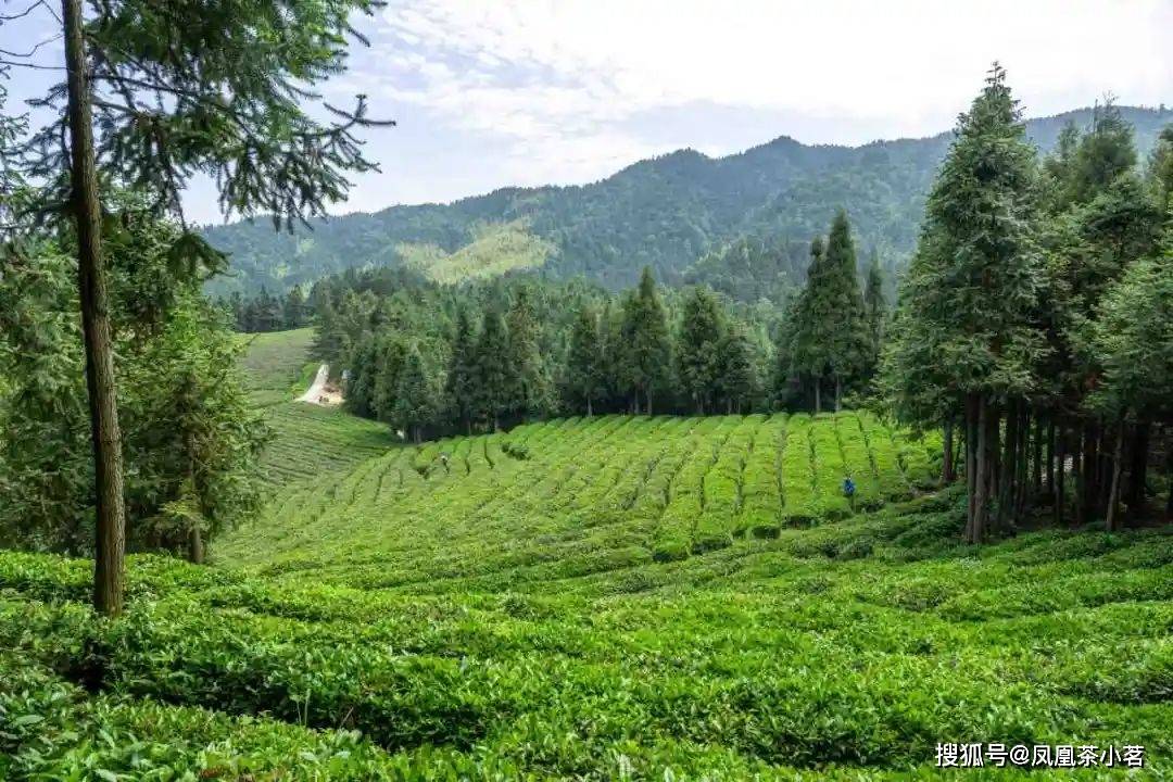 深山产好茶一叶出繁华——“国宾礼茶”岳西翠兰(图6)
