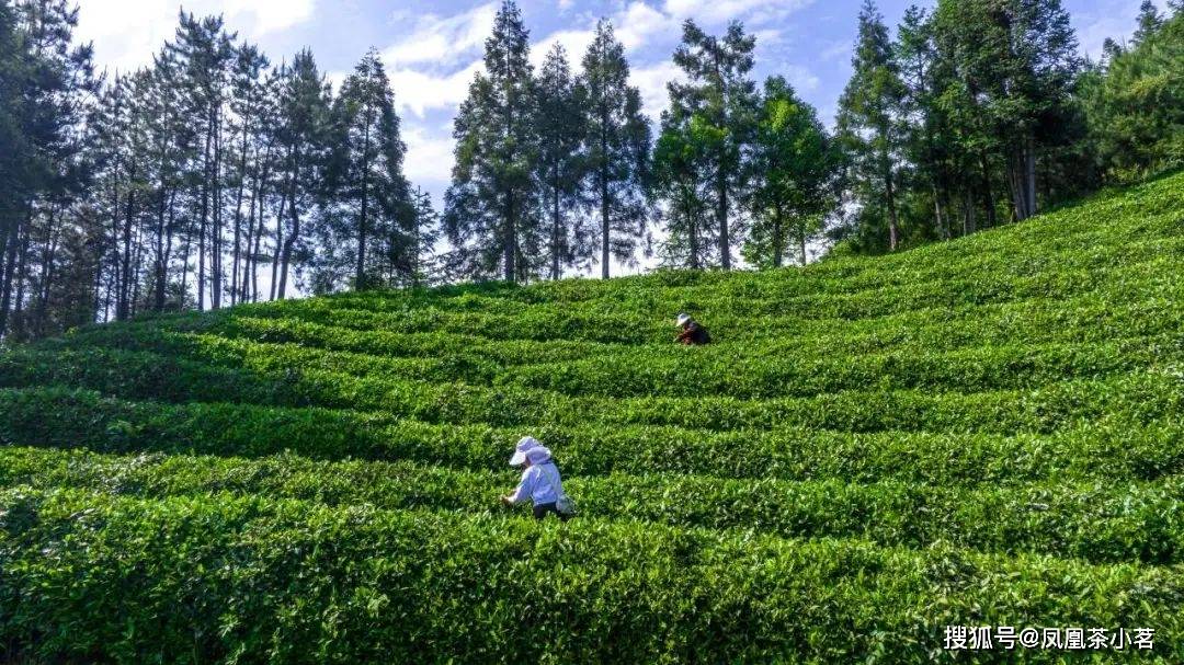 深山产好茶一叶出繁华——“国宾礼茶”岳西翠兰(图7)