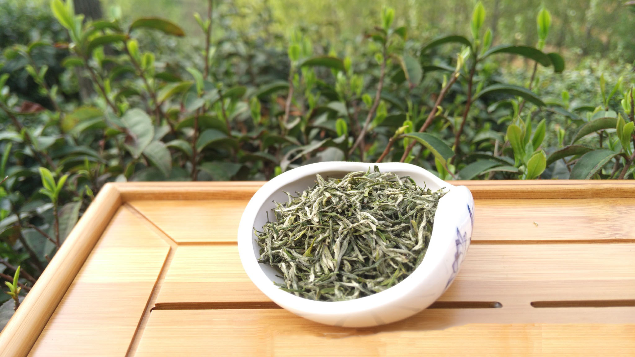 “陕茶1号”出圈记