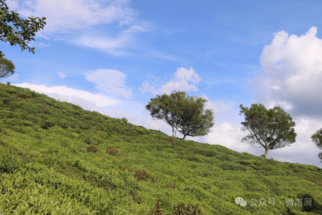 无量山镇茶农采茶忙(图1)