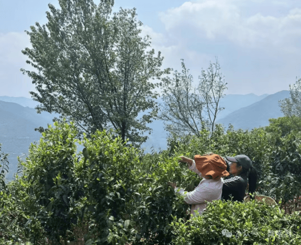 无量山镇茶农采茶忙(图2)