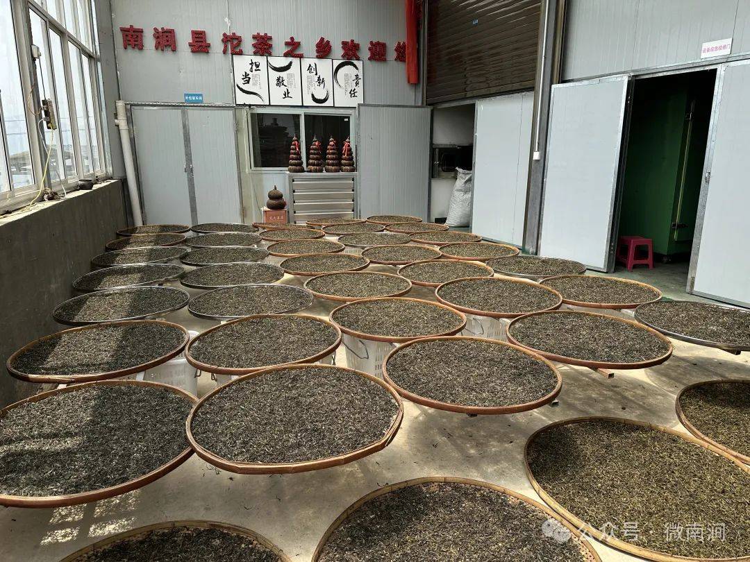 无量山镇茶农采茶忙(图5)