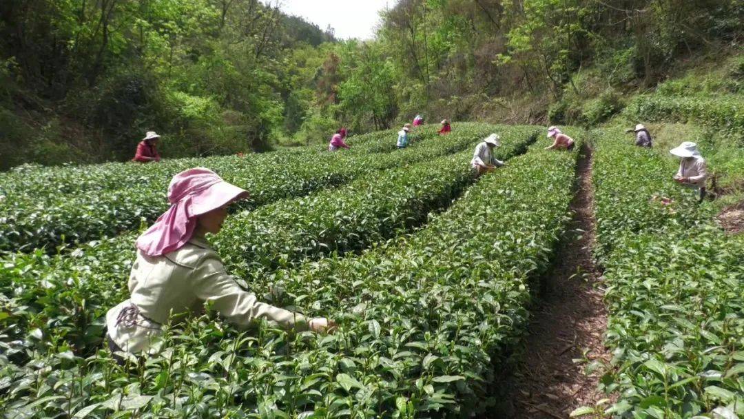 十堰郧西：茶香漫山野 绿叶变“金叶”(图4)