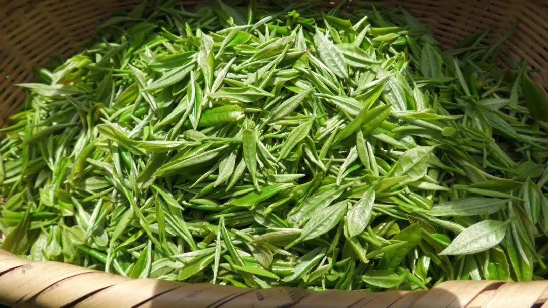十堰郧西：茶香漫山野 绿叶变“金叶”(图5)
