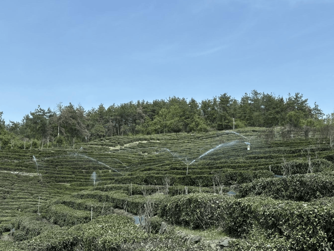 十堰郧西：茶香漫山野 绿叶变“金叶”(图7)