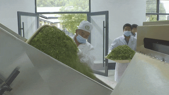 十堰郧西：茶香漫山野 绿叶变“金叶”(图10)
