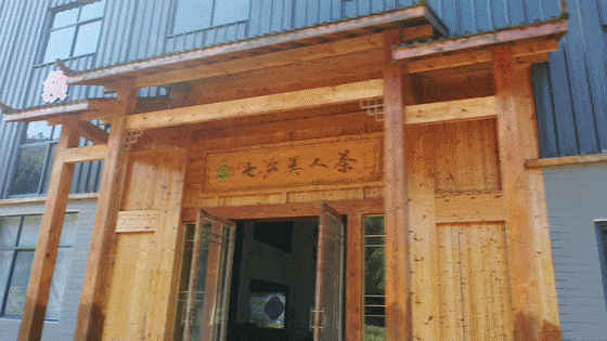 十堰郧西：茶香漫山野 绿叶变“金叶”(图13)