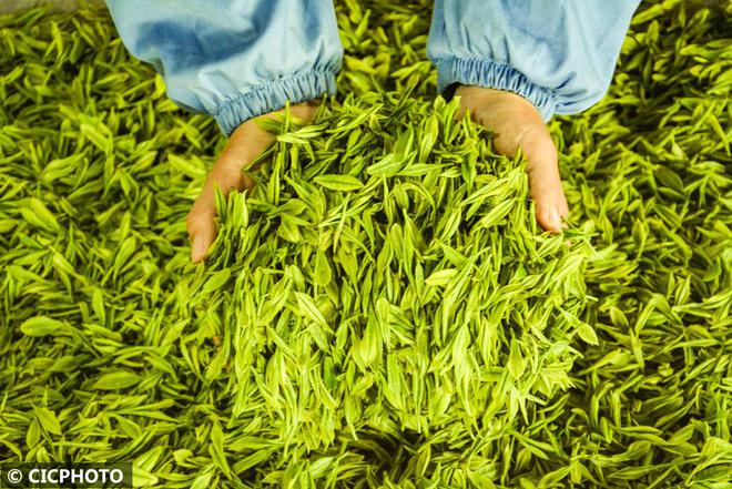 春意盎然 茶香四溢(图4)
