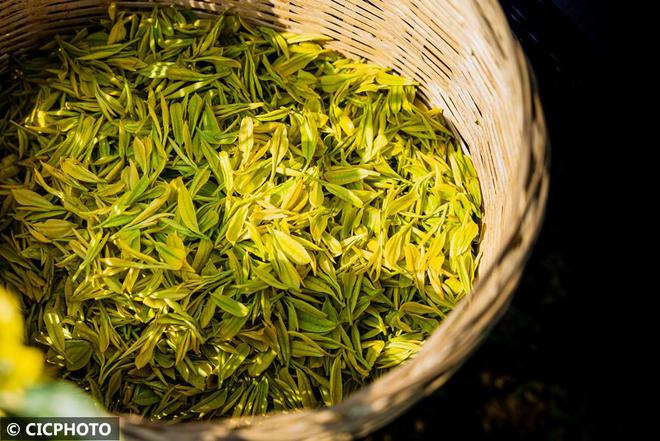 春意盎然 茶香四溢(图3)