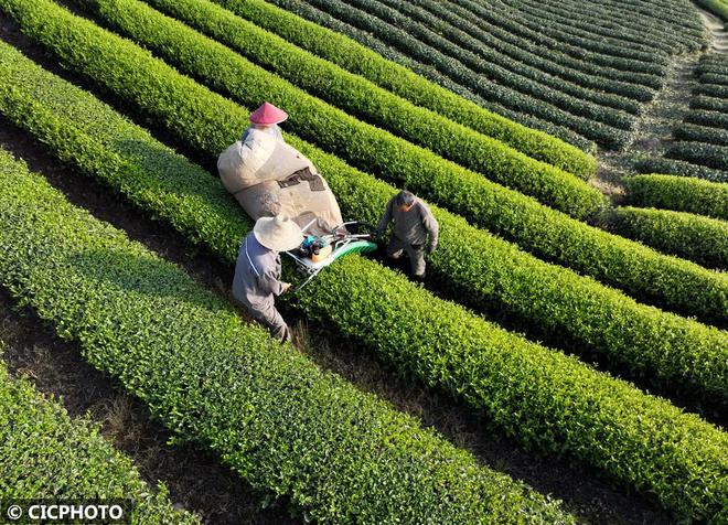 春意盎然 茶香四溢(图10)