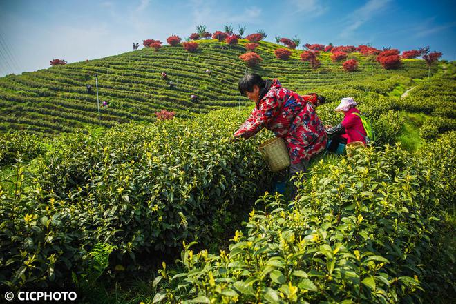 春意盎然 茶香四溢(图9)