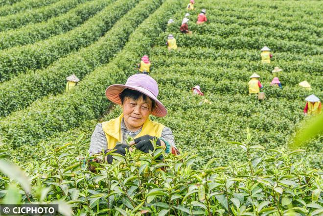 春意盎然 茶香四溢(图6)