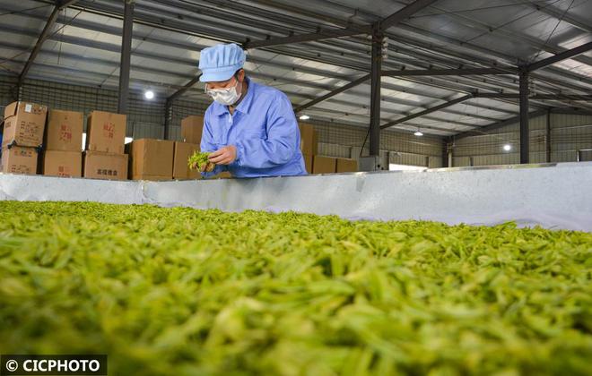 春意盎然 茶香四溢(图11)