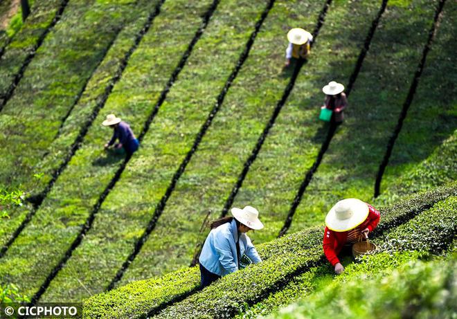 春意盎然 茶香四溢(图5)