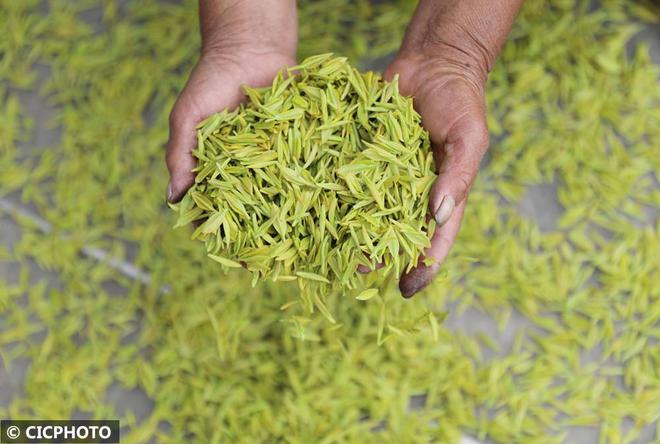 春意盎然 茶香四溢(图16)
