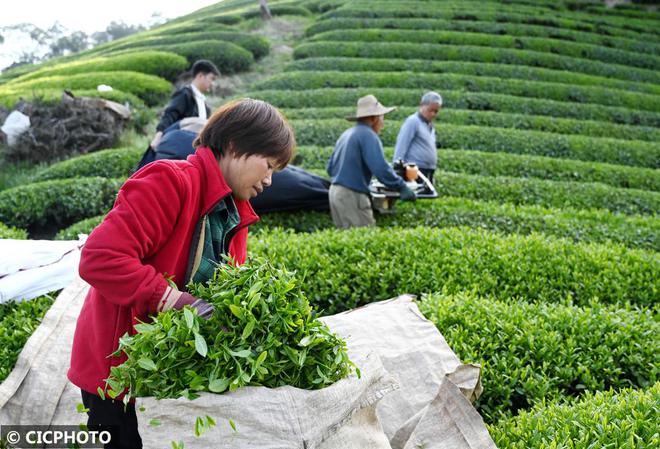 春意盎然 茶香四溢(图13)
