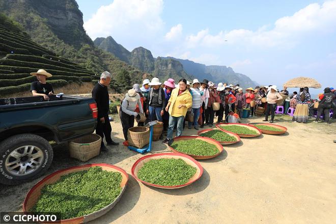 春意盎然 茶香四溢(图20)