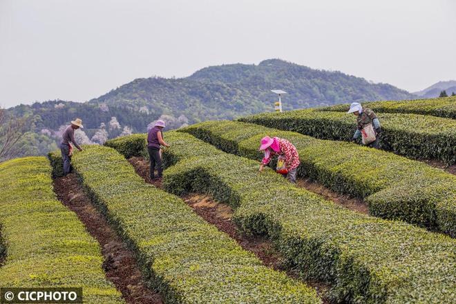 春意盎然 茶香四溢(图23)