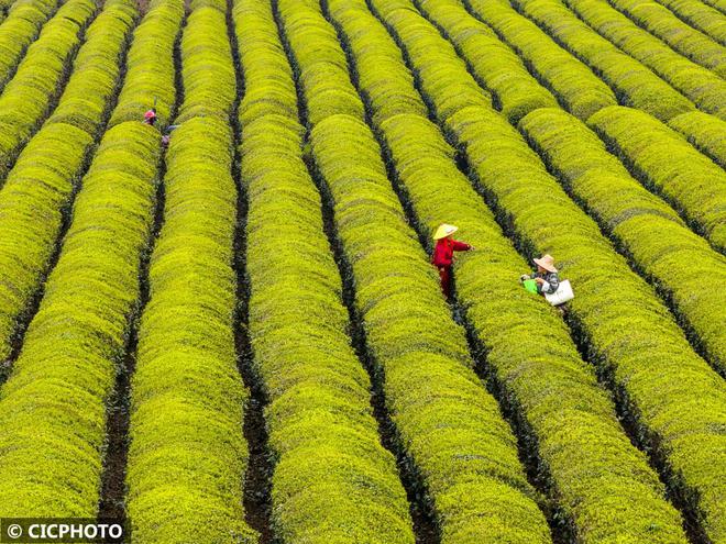 春意盎然 茶香四溢(图21)
