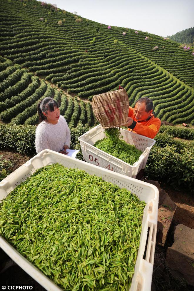 春意盎然 茶香四溢(图24)