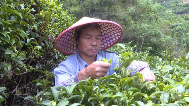 乐民镇：绿水青山茶飘香 绘就乡村振兴新画卷(图3)