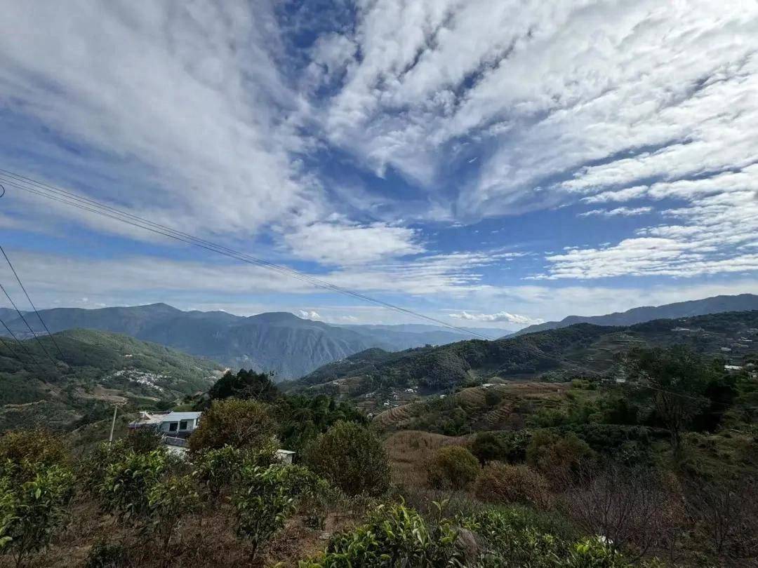中国茶向何处去？农夫山泉在云南打造“产业丛林”(图1)