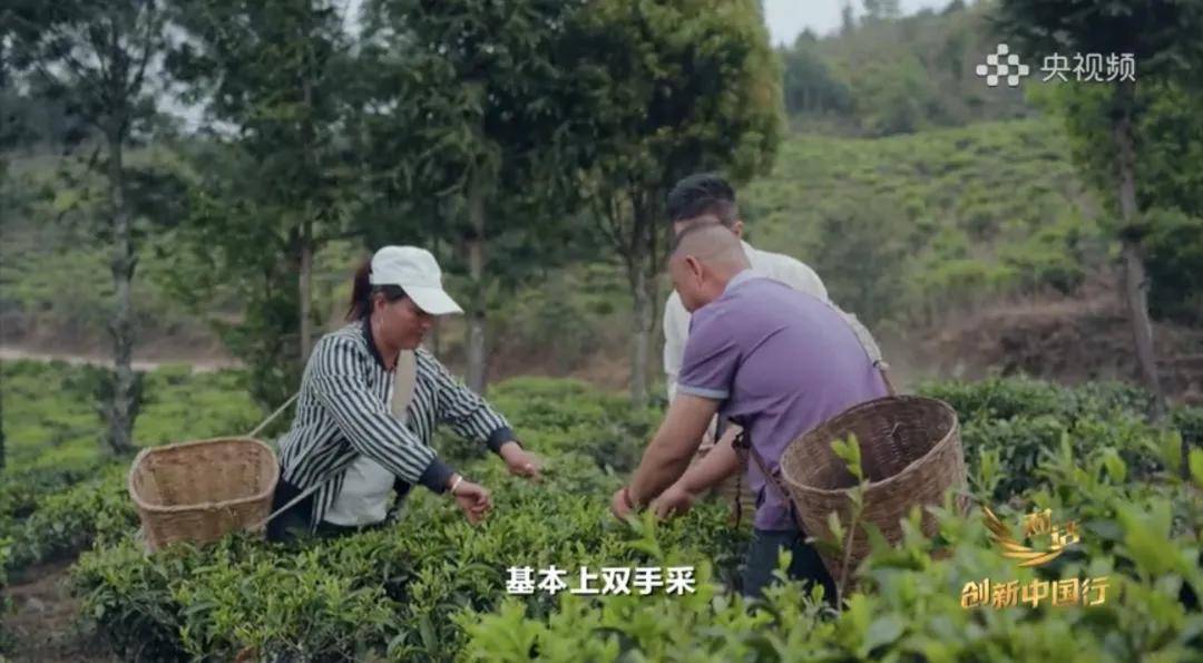 中国茶向何处去？农夫山泉在云南打造“产业丛林”(图5)
